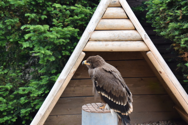 Ein Bild zum Beitrag Adler🦅