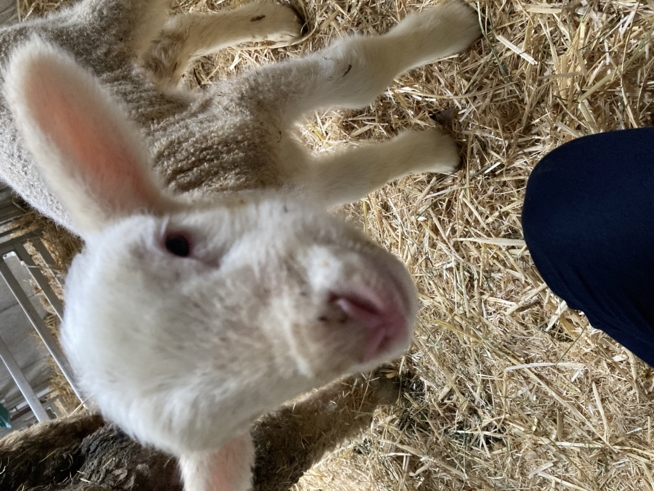 Ein Bild zum Beitrag Lämmli😍🐑