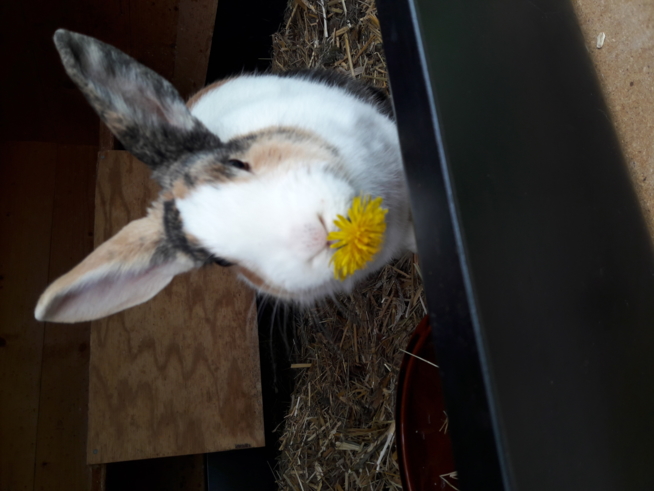 Ein Bild zum Beitrag Giulia, mein Kaninchen