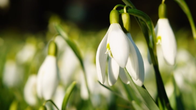 Ein Bild zum Beitrag Frühlingsblumen Abstimmig