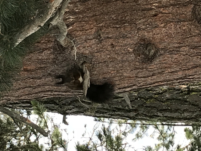 Ein Bild zum Beitrag 🌲🌲Eichhörnchen 🌲🌲