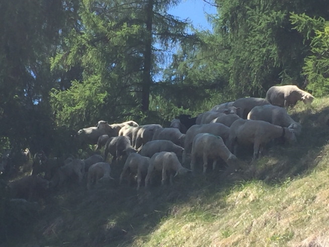Ein Bild zum Beitrag Garten und Schafe