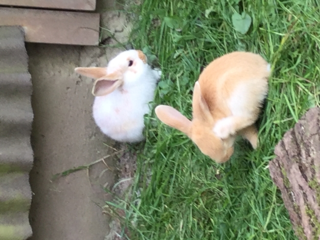 Ein Bild zum Beitrag Unsere Kaninchen