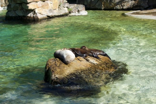 Ein Bild zum Beitrag Berlinerzoo