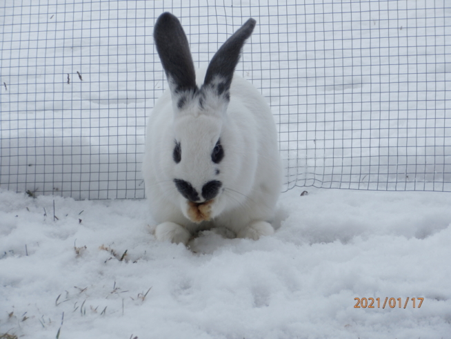 Ein Bild zum Beitrag Hasen im Schnee