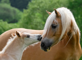 Ein Bild zum Beitrag Tierbüuder Abstimmig