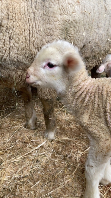 Ein Bild zum Beitrag Lämmli😍🐑