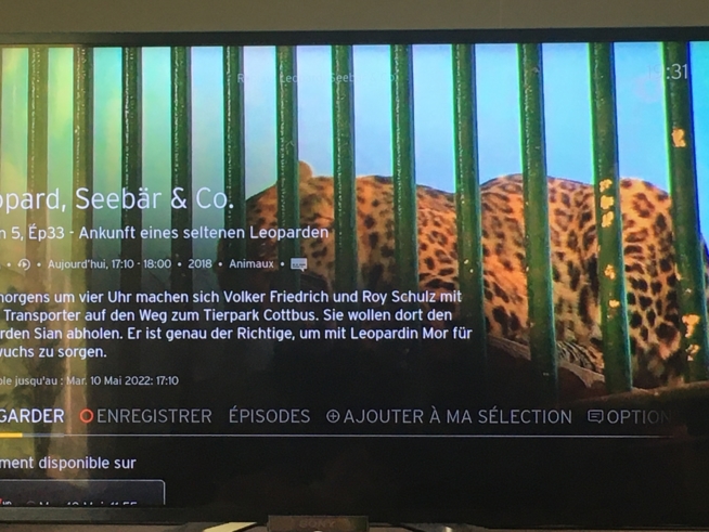Ein Bild zum Beitrag Leopard 🐆 Seebär &co
