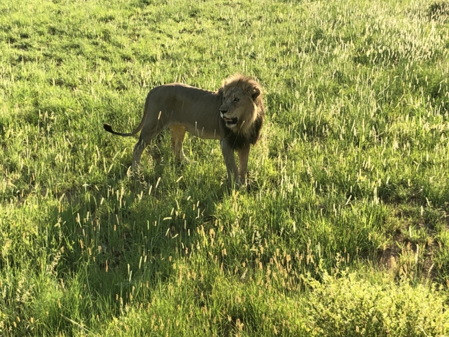 Ein Bild zum Beitrag Südafrika