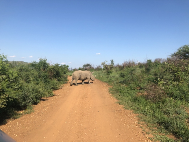 Ein Bild zum Beitrag Südafrika