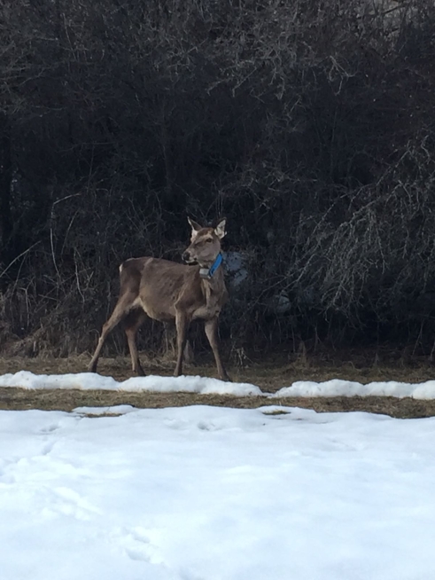 Ein Bild zum Beitrag 🦌🦌🦌Hirschkuh🦌🦌🦌