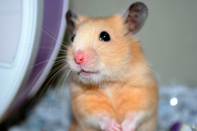 Ein Bild zum Beitrag Hamster