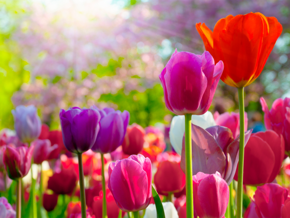 Ein Bild zum Beitrag Frühlingsblumen Abstimmig