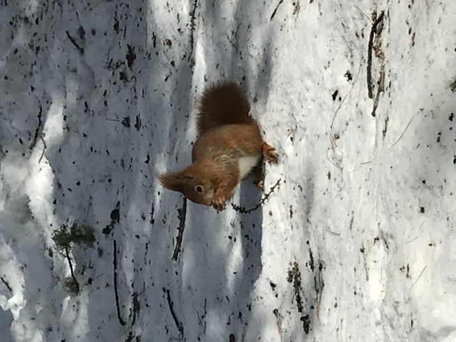 Ein Bild zum Beitrag 🌲🌲Eichhörnchen 🌲🌲