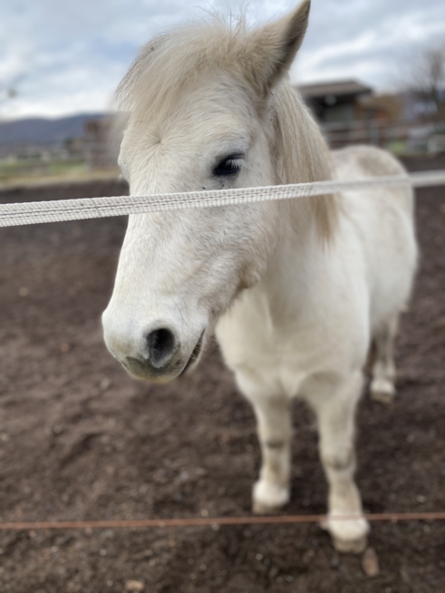 Ein Bild zum Beitrag Ponis