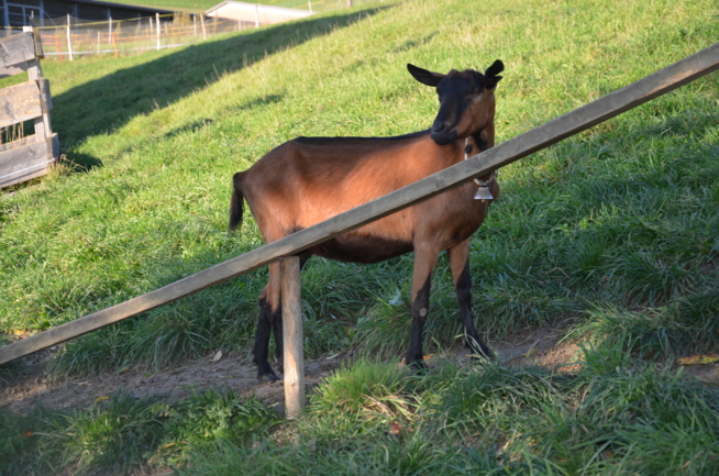 Ein Bild zum Beitrag Meli und Luna